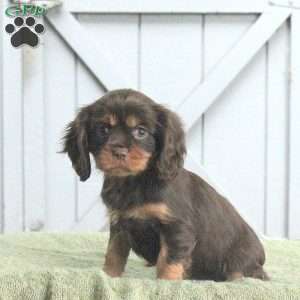 Lily, Cavalier King Charles Spaniel Puppy