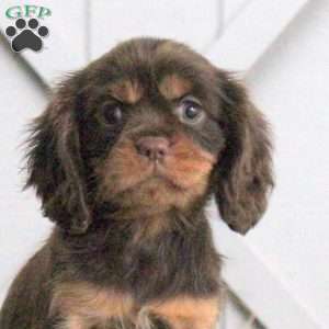 Lily, Cavalier King Charles Spaniel Puppy