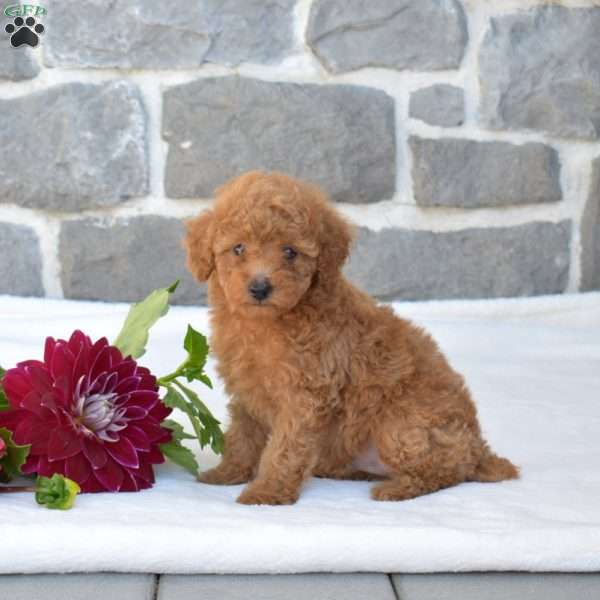 Lincoln, Toy Poodle Puppy