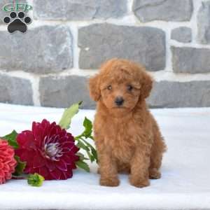 Lincoln, Toy Poodle Puppy