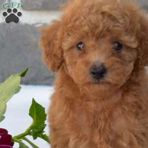 Lincoln, Toy Poodle Puppy