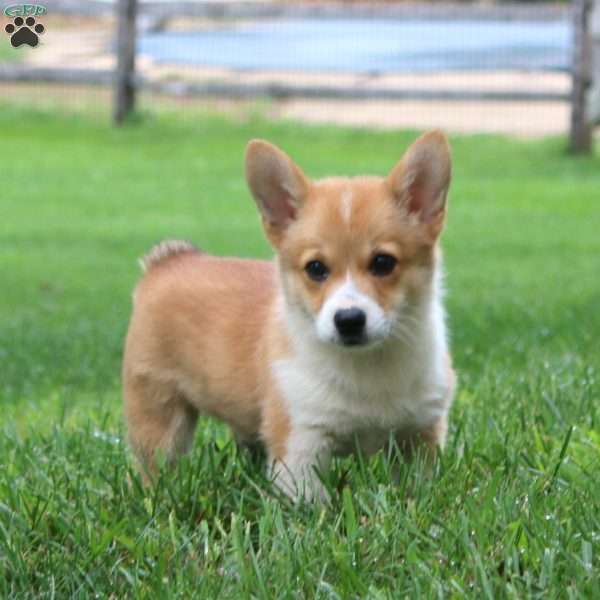 Lindsey, Pembroke Welsh Corgi Puppy