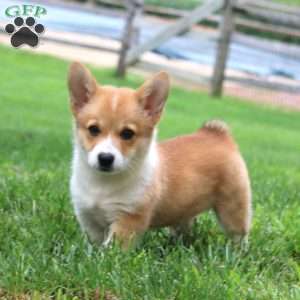 Lindsey, Pembroke Welsh Corgi Puppy