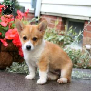 Lindsey, Pembroke Welsh Corgi Puppy