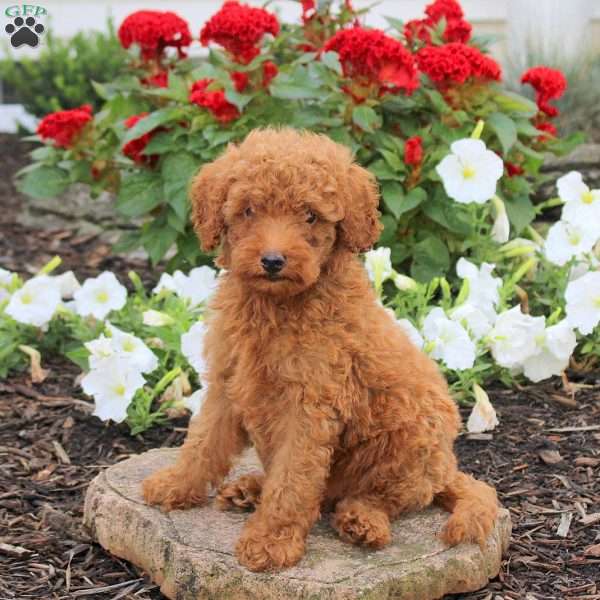 Link, Miniature Poodle Puppy