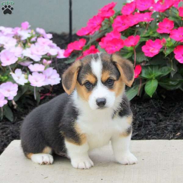 Link, Pembroke Welsh Corgi Puppy