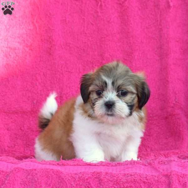 Link, Shih Tzu Puppy