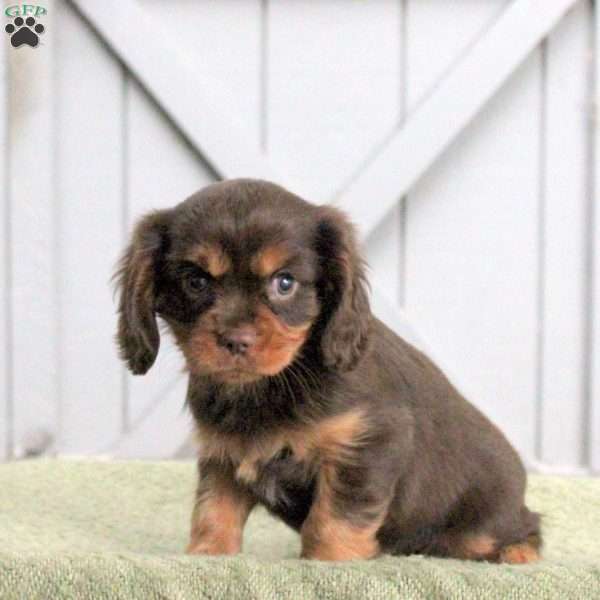 Link, Cavalier King Charles Spaniel Puppy