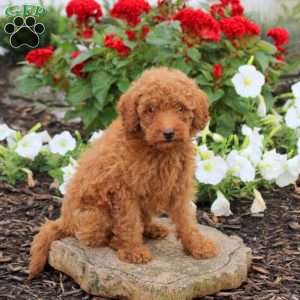 Link, Miniature Poodle Puppy