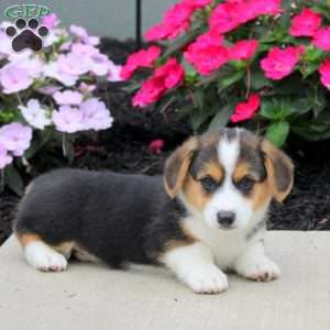 Link, Pembroke Welsh Corgi Puppy