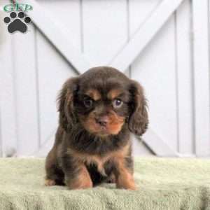 Link, Cavalier King Charles Spaniel Puppy