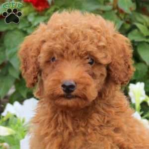 Link, Miniature Poodle Puppy