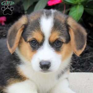 Link, Pembroke Welsh Corgi Puppy
