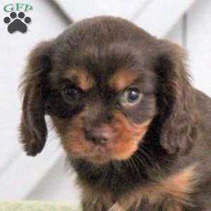 Link, Cavalier King Charles Spaniel Puppy