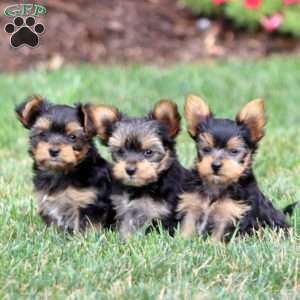 Andre, Yorkie Puppy