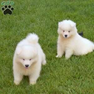 Daisy, Samoyed Puppy