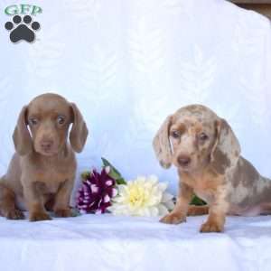 Jasper, Dachshund Puppy