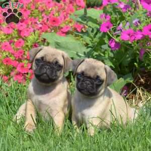 Buddy, Pug Puppy