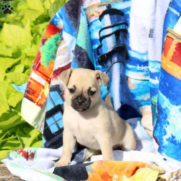 Little But Mighty, Jug Puppy