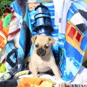 Little But Mighty, Jug Puppy
