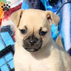 Little But Mighty, Jug Puppy