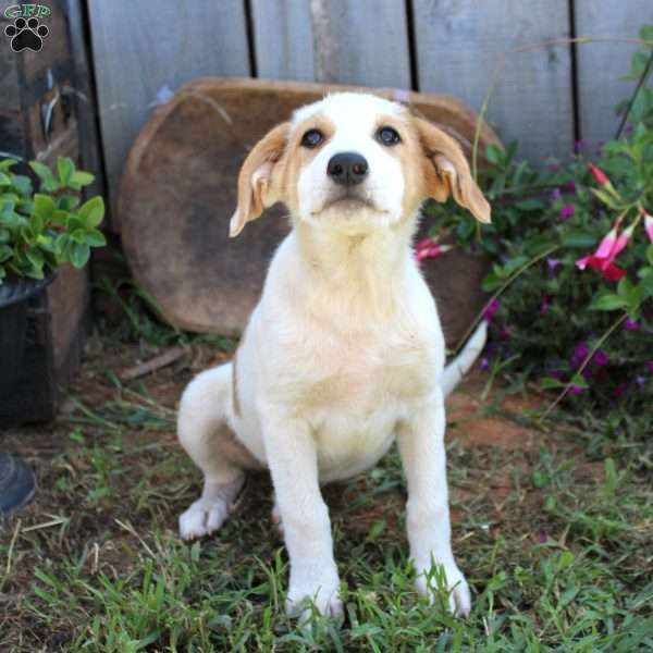 Lola, Great Pyrenees Mix Puppy