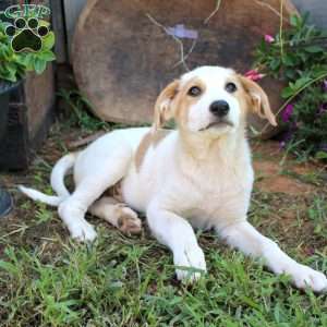 Lola, Great Pyrenees Mix Puppy