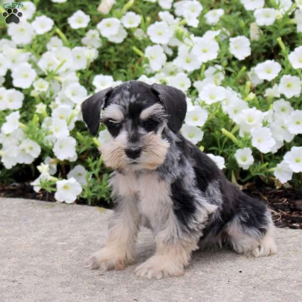 Lolli, Miniature Schnauzer Puppy