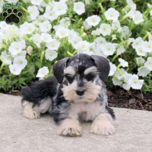 Lolli, Miniature Schnauzer Puppy