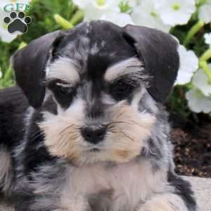 Lolli, Miniature Schnauzer Puppy