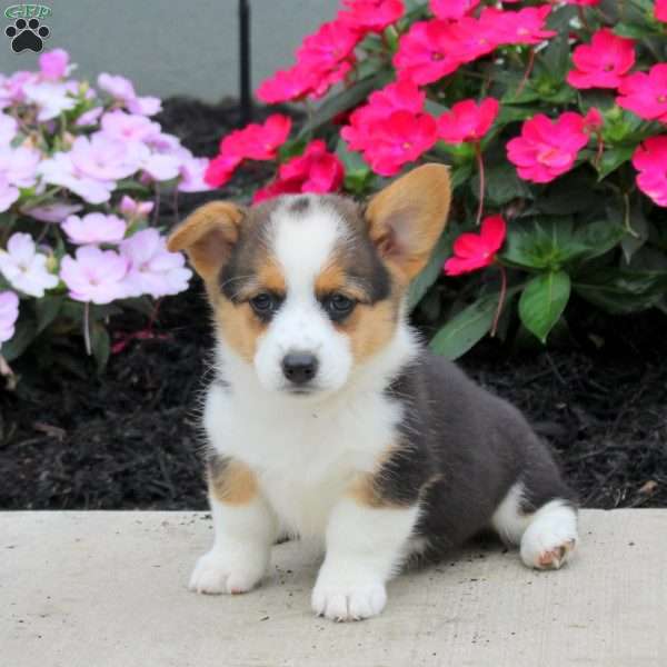 Lonnie, Pembroke Welsh Corgi Puppy