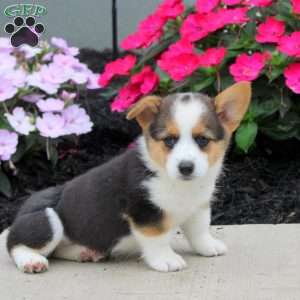 Lonnie, Pembroke Welsh Corgi Puppy