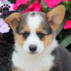 Lonnie, Pembroke Welsh Corgi Puppy
