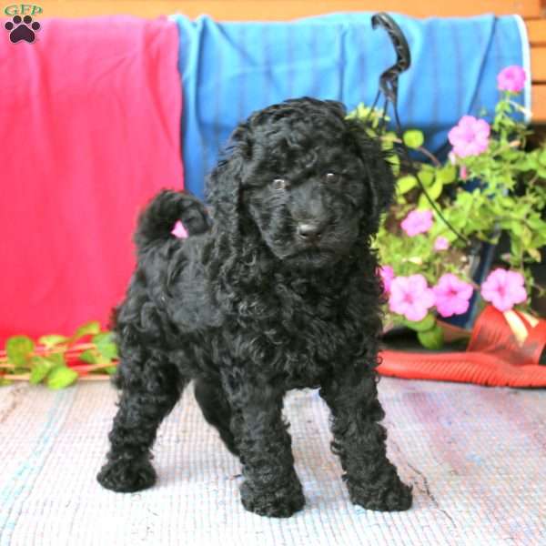 Lonnie, Cockapoo Puppy