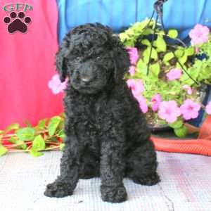 Lonnie, Cockapoo Puppy