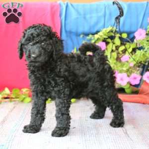 Lonnie, Cockapoo Puppy