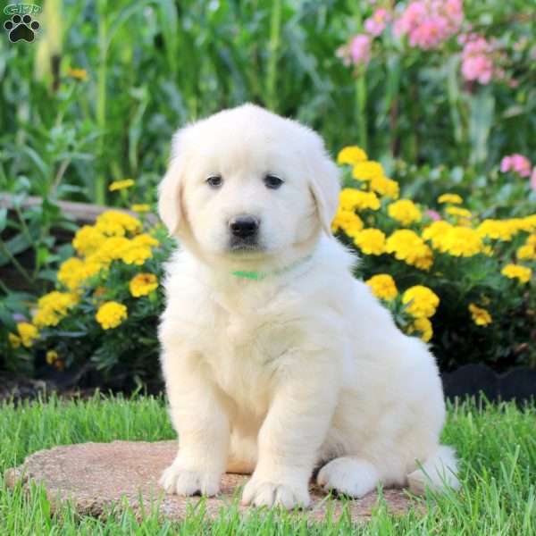 Lori, English Cream Golden Retriever Puppy