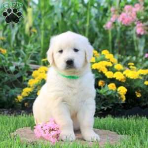 Lori, English Cream Golden Retriever Puppy