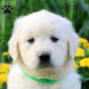 Lori, English Cream Golden Retriever Puppy