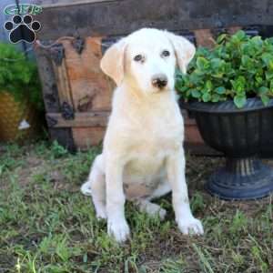 Lori, Great Pyrenees Mix Puppy