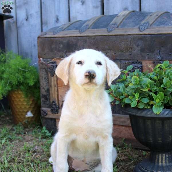 Lori, Great Pyrenees Mix Puppy