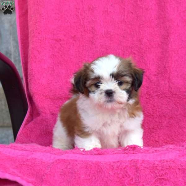 Louie, Shih Tzu Puppy