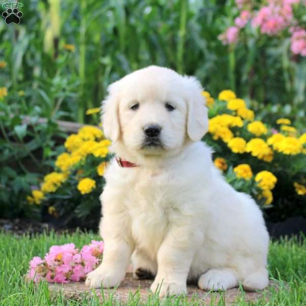 Louise, English Cream Golden Retriever Puppy