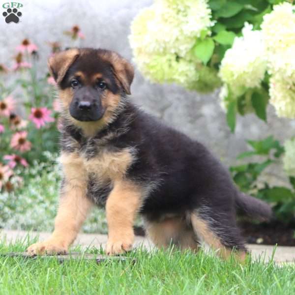 Loyal, German Shepherd Puppy