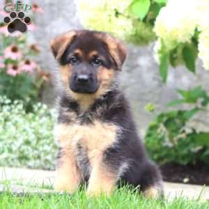 Loyal, German Shepherd Puppy