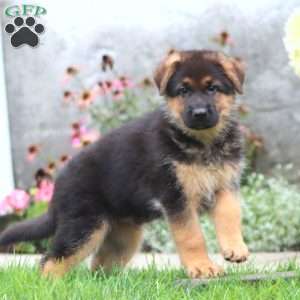 Loyal, German Shepherd Puppy