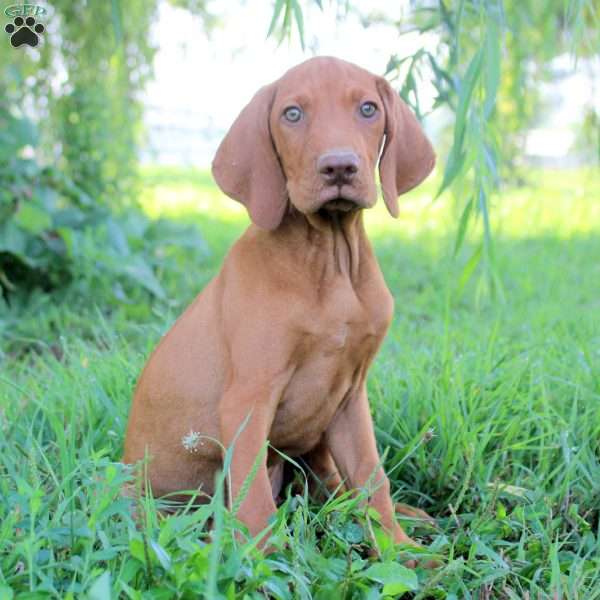 Luca, Vizsla Puppy