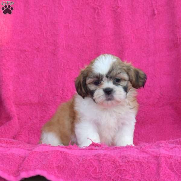 Luca, Shih Tzu Puppy