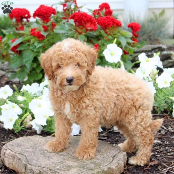 Luca, Miniature Poodle Puppy