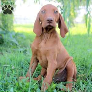 Luca, Vizsla Puppy